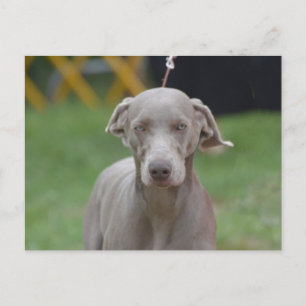 Customize Product Postcard