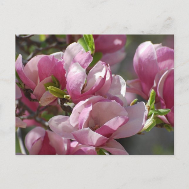 Customize Product Postcard (Front)