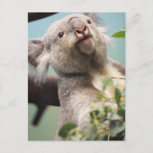 Customize Product Postcard