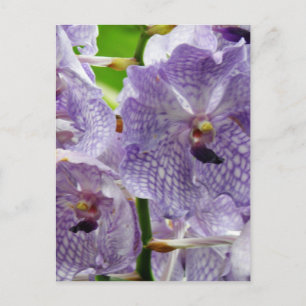 Customize Product Postcard