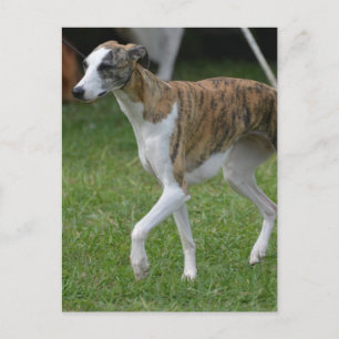 Customize Product Postcard