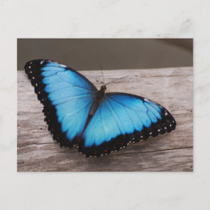 Customize Product Postcard