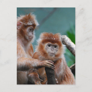 Customize Product Postcard