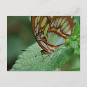 Customize Product Postcard