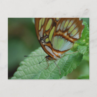 Customize Product Postcard