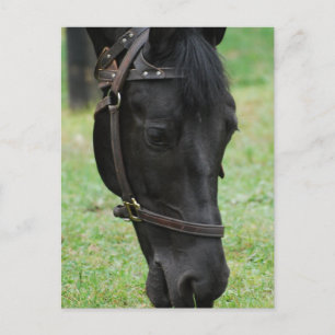 Customize Product Postcard
