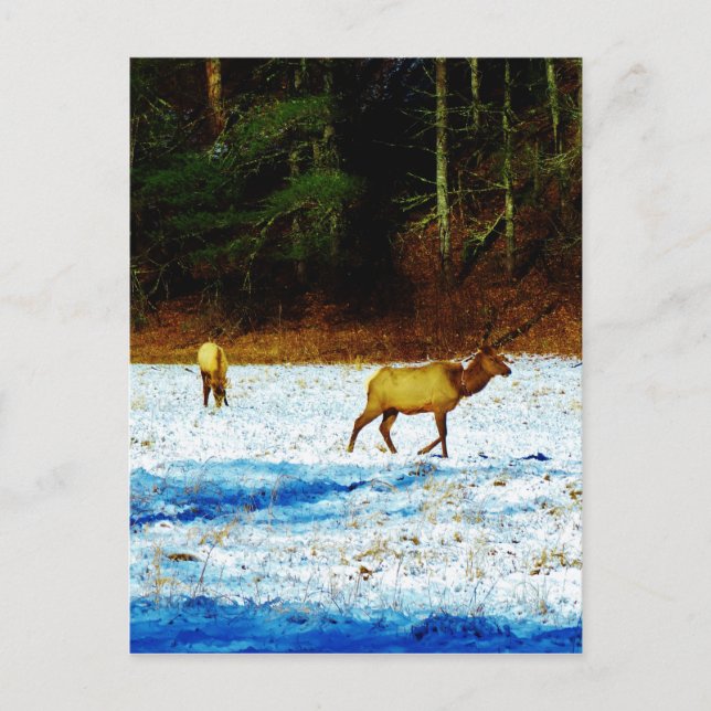 Customize Product Postcard (Front)