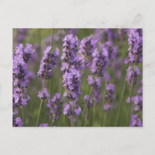 Customize Product Postcard