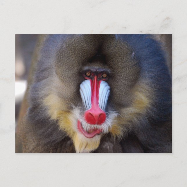 Customize Product Postcard (Front)