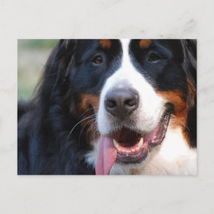 Customize Product Postcard