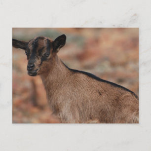 Customize Product Postcard
