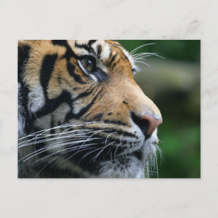 Customize Product Postcard