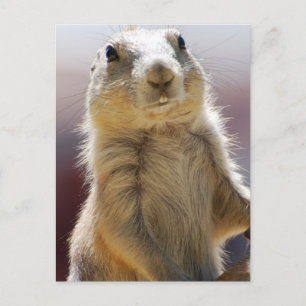 Customize Product Postcard