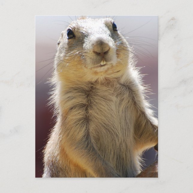 Customize Product Postcard (Front)