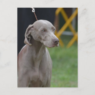 Customize Product Postcard