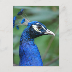 Customize Product Postcard