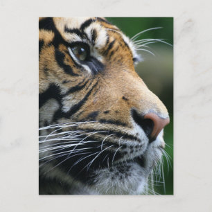 Customize Product Postcard