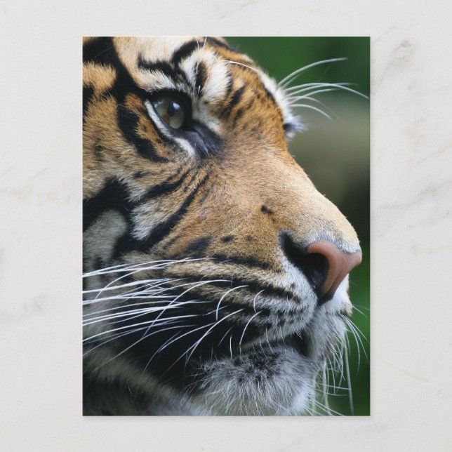 Customize Product Postcard (Front)