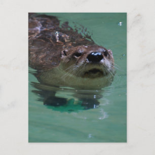Customize Product Postcard