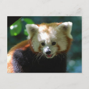 Customize Product Postcard
