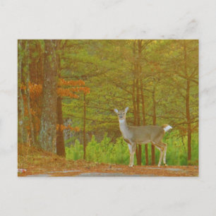 Customize Product Postcard