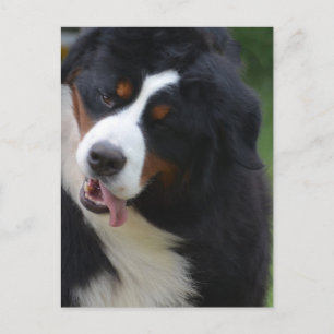 Customize Product Postcard