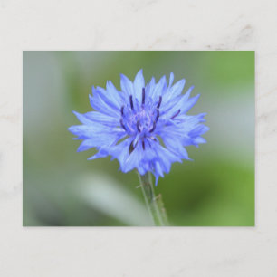 Customize Product Postcard