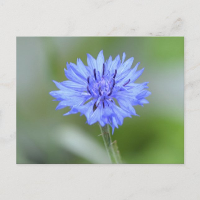 Customize Product Postcard (Front)