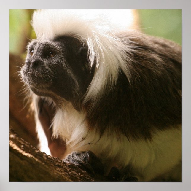 Customize Product Poster (Front)