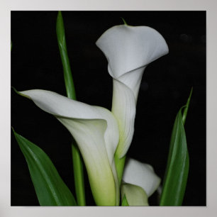 Customize Product Poster