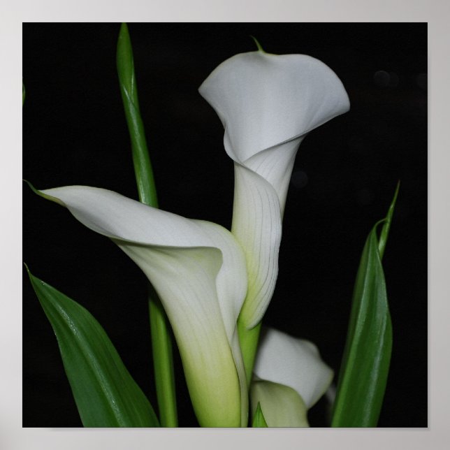 Customize Product Poster (Front)