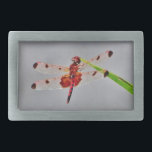 Customize Product Rectangular Belt Buckle<br><div class="desc">Spotted  Red and Black Dragonfly dragon,  fly,  flies,  dragonflies,  dragonflies,  flying,  dragons,  insect,  insects,  garden,  nature,  growth,  plants,  dragonflies and damselflies, serenity ,  fun,  summer,  joy, green orange yellow purple</div>