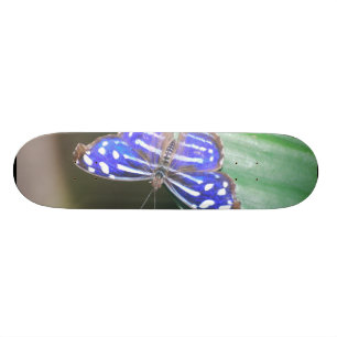 Customize Product Skateboard