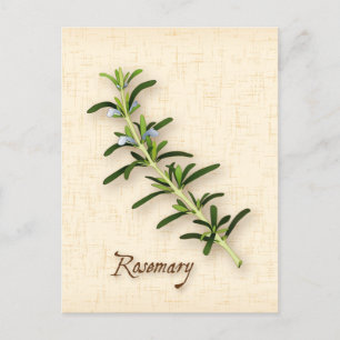 Customize Rosemary Herb Postcard