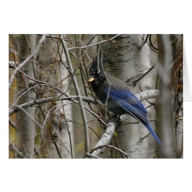 Customize Steller's Jay Card (Front Horizontal)