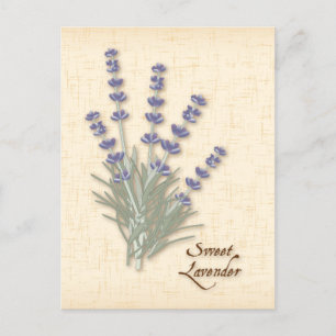 Customize Sweet Lavender Postcard