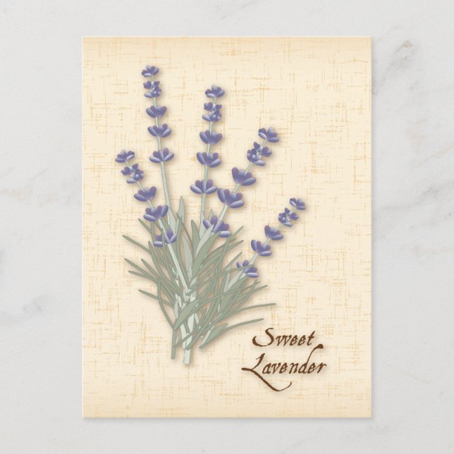 Customize Sweet Lavender Postcard (Front)