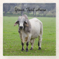 Customize Text Brahman (aka. Brahma) Bull in Field