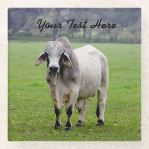 Customize Text Brahman (aka. Brahma) Bull in Field Glass Coaster
