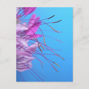 Customize with own Message Postcard