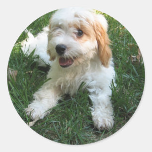 Customized Cavachon Photo Phone Sticker, Dog Classic Round Sticker