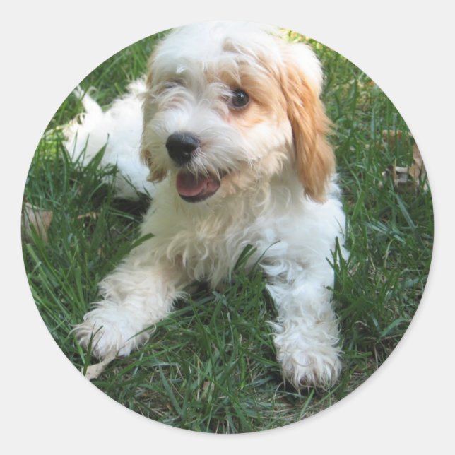 Customized Cavachon Photo Phone Sticker, Dog Classic Round Sticker (Front)