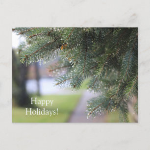 Customized Rain Drops Adorned Evergreen Branches Postcard