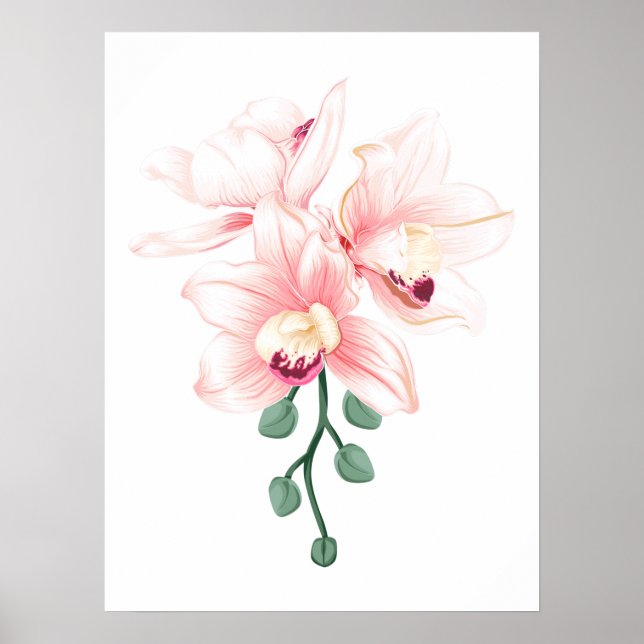 Cut Orchids Flower plants Boat orchid and Cattleya Poster (Front)