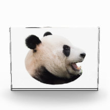 Cut out of a panda bear