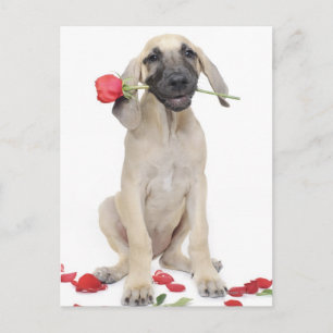 cute,admiration,romance,love, postcard