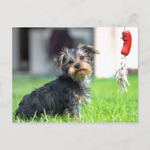 Cute adorable baby puppy dog in the garden at play postcard