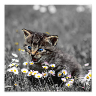 Cute Adorable Cat Kitten Photo Print