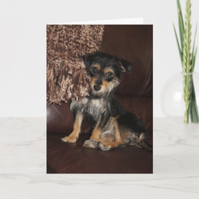 Cute, Adorable Dog Thinking of You Card (Front)