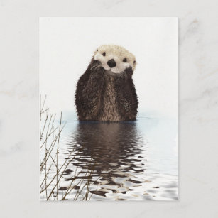 Cute Adorable Fluffy Otter Animal Postcard